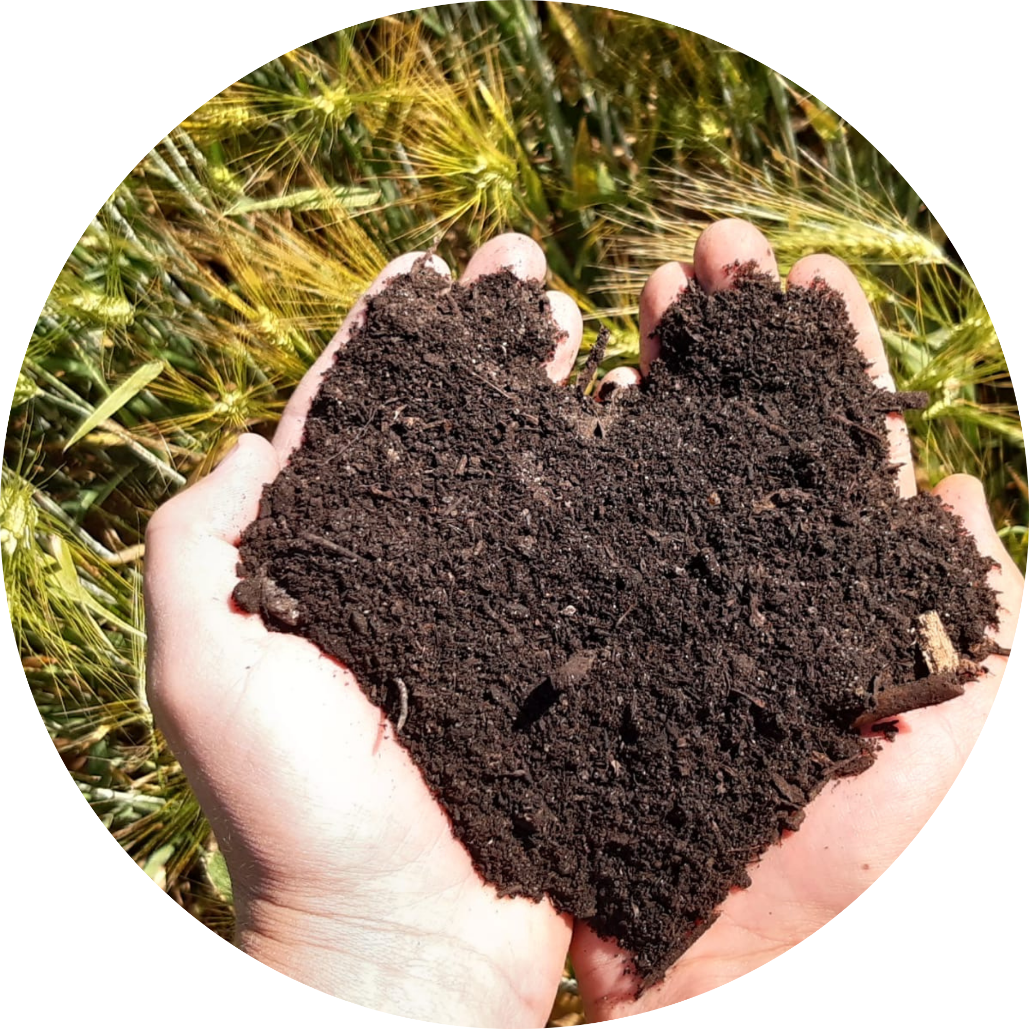 Cœur de compost dans les mains